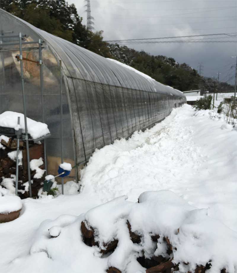 圃場の雪
